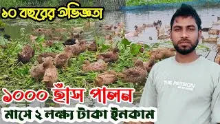 চলনবিলে উন্মুক্তভাবে 🦆 ১০০০ হাঁস পালন করে মাসে ২.৫ লাখ টাকা ইনকাম | Duck Farming Bangladesh |