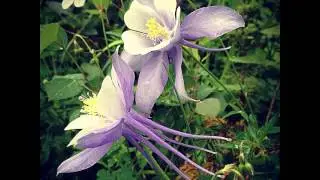 #flora #bloom #coastal #deathbeach #water #beach #beachfront #beachcombing #lowtide #flower #prett