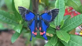 Rhetus periander butterfly (Riodinidae)