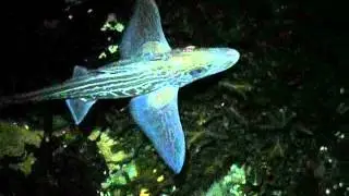 Havmus Chimaera monstrosa