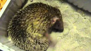 Echinops telfairi having a bath - s&uuml;ntanrek - Lili f&uuml;rdik