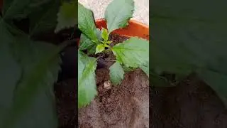 Propagate Dahlia plant from Cutting easily☘️| Gardening tips#garden #shorts #ytshorts #motivation