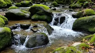 Water Sounds for Sleep or Focus 🍃 Soft Running Water in Quiet Woodland