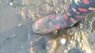 Pesca da navalheira, navalha, lingueirão ou canivetes