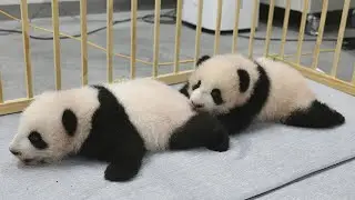 Madrid zoo helping to increase Giant Panda population