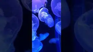 Jelly Fish - Aquarium of the Pacific in Long Beach #jellyfish