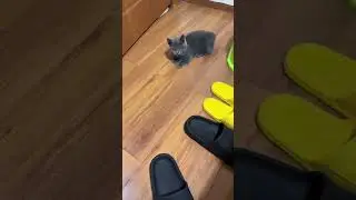 A Cat sometimes like a little pony #cutecats #funnycats #shorts