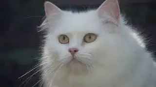 ruqya nasiha: The white cat !