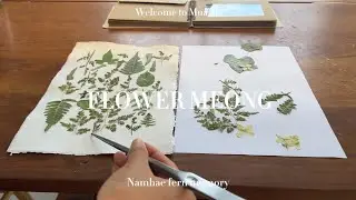 남해고사리 꽃멍