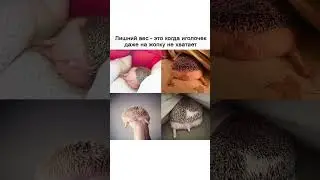 Лишний вес 🤣#лишнийвес 🤦#юмор #шортс