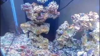 Update 1. Cyano vs Turkey baster