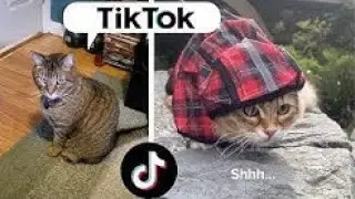 2020 August 💥 TikTok - Cute and Funny Animals Compilation (Pt.28)