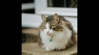 Nature Harmony 🍃 Soothing Short #sleepmusic #cat #исцеляющиезвукиприроды