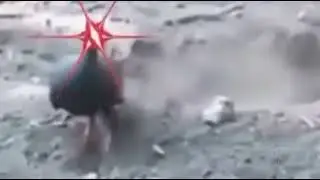 Cassowary vs Komodo