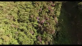 Melastome mass flowering, Chamana, Banos, Ecuador