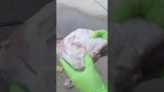 Will A Pressure Washer Cut Through Flesh AND Bone?
