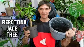 Пересаживаю нефритовое растение в горшок побольше 🪴🌱