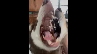 ‼️LIVE ‼️ Wolves? Alaskan Malamutes Play Time!! #livestream #dog #puppy