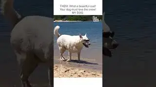 Coolest Dog Ever Walks Around Beach Wearing Sunglasses!