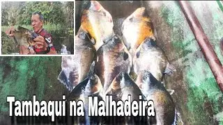 PESCARIA DE TAMBAQUI 🐟no Amazonas,🌳🌲 pescaria de malhadeira e acampamento dentro de uma canoa 🛶