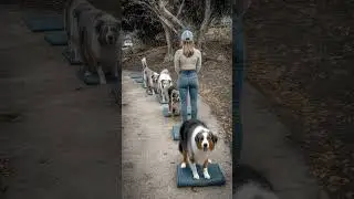 Crazy dog training 5 #dogtraining #dogs #fundog