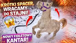 Miał być spacer&hellip; a skończyło się DĘBOWANIEM 😱 | Nowy kantar dla Stelli #Vlog 