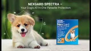 Nexgard Spectra | Your Dog's All-In-One Parasite Protection | DiscountPetCare