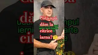 Cum uzi citricele iarna? Sfaturi rapide #citrice  #lamai #udare #agricultura  #horticultura #plante