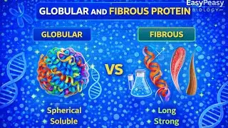 Globular Proteins and Fibrous Proteins Part 2