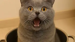 When Pets Take Over the Internet