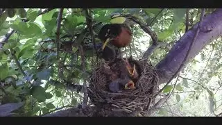 GoPro: American Robin Feeding Nestlings & Fecal Sac Removal