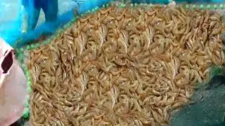 Easy shrimp cutting video //boys Caridean catching River