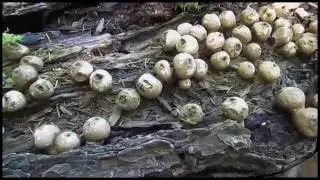 Puffballs in the forest of Quebec