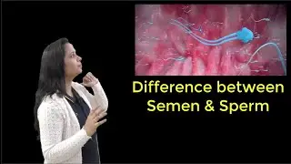 How Is SPERM Different From SEMEN?