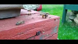T) WASP KILL A HONEY BEE TO EAT HONEY FROM HER.