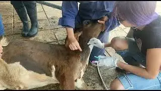 Toma de muestra sanguínea en bovinos vena yugular
