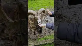 Das Mufflon kann sprechen #humor #dieabenteuervongarry #liliangarry #wilparkm&uuml;den #mufflon