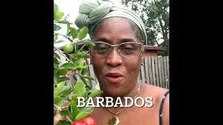 Barbados Cherries tree taste and benefits.