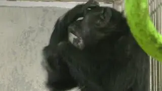 【京都市動物園】チンパンジー、コイコが頭をかき続ける　Chimpanzee keeps scratching her head