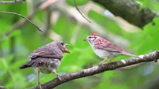 Cowbird Fledgling bird cries for food, raised by Chipping Sparrows Brown-Headed Brood Parasite
