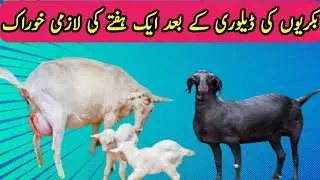 One week diet of goats after delivery || Best feed for goats || Bakrion ki khorak