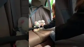 Teacup Dog Breeds / Teacup Puppies Compilation 🐕 Cutest Tiny Dogs #shorts #dog #cute