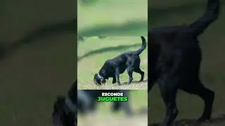 Juegos Divertidos para Mantener a tu Perro Activo y Feliz #dog #tips