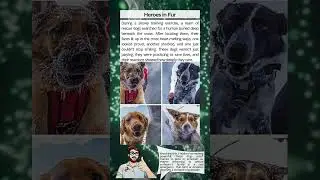 Rescue Dogs Melt Hearts in Training