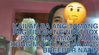 KAILAN PWEDE SILIPIN ANG NESTBOX PARA TIGNAN ANG ITLOG KUNG FERTILE | MAG CANDLING TAYO NG ITLOG