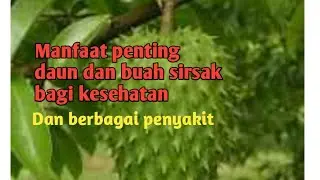Benefits of soursop leaves and fruit