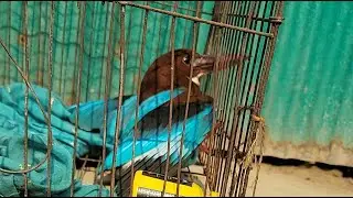 আমার পোষা পাখি Vlogger Faruk 24 is live!