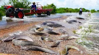 I Catch a lots Catfish on the Road Flooding!
