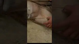Mpd |jhanka batas |medial patellar  desmotomy |sun sharan chitki #cow #veterinary  #surgery #animals