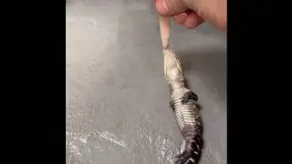 Best nature clips of 2025